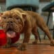 Full-Breed AKC Mini Bulldog – Chocolate Tri coat