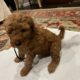Labradoodle Puppies