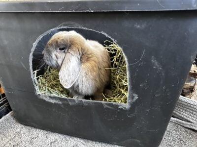 Holland Lop Bunny