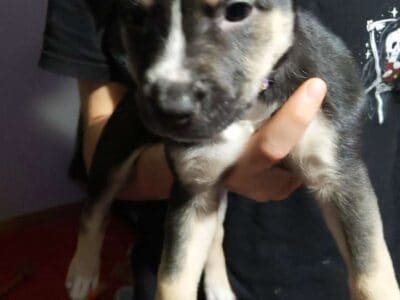 Puppies