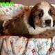 Saint Bernard puppies