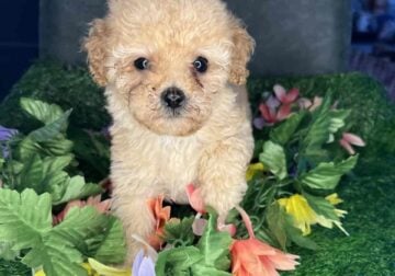 Cavapoos