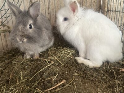 Free Bunny