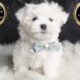 Leo AKC Maltese