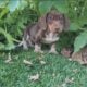 Mini Dachshund
