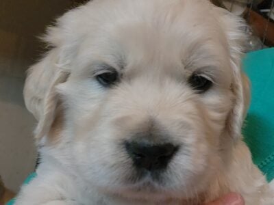 English Cream Golden Retriever Puppies