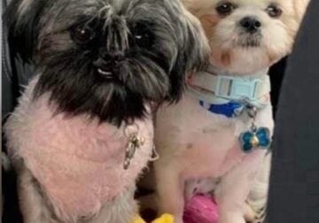New AKC SHIH TZUS