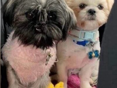 New AKC SHIH TZUS