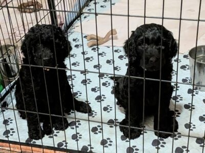 GOLDENDOODLE F2B PUPPIES