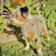 Toy Australian Shepherd puppies