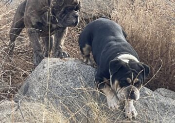 Olde English Bulldogge