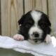 Brawley Miniature American Shepherds