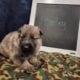 AKC German Shepherd Pups