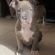 Beautiful Bully Puppy