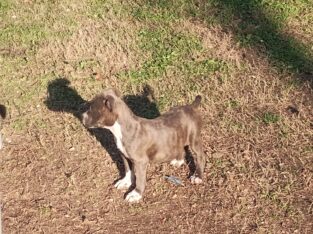 Green eyes brown/blue brindle