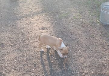 Pitbull puppy buckskin male