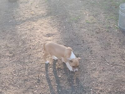 Pitbull puppies for sale