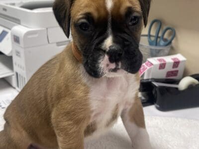 Akc Boxer Puppies