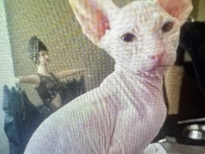 Hairless Kittens