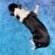 AKC Rough collies ready for homes April 10th 2025
