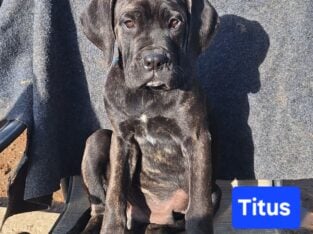 Neapolitan Mastiff Puppies