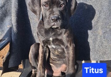 Neapolitan Mastiff Puppies