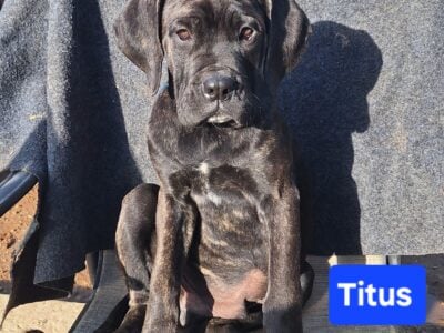 Neapolitan Mastiff Puppies