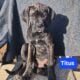 Neapolitan Mastiff Puppies