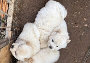 Chow chow puppies