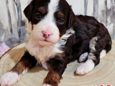 Micro bernedoodle