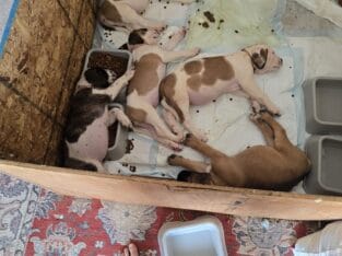 St bernard bullmastiff mix