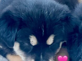 Rehoming 2 Border Collie Puppies