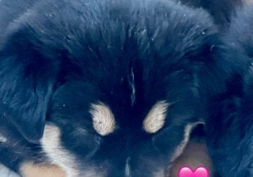 Rehoming 2 Border Collie Puppies