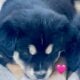 Rehoming 2 Border Collie Puppies