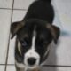 Husky Pitbull mixes