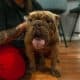 Full-Breed AKC Mini Bulldog – Chocolate Tri coat