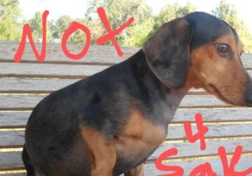 Looking for Dachshund puppy