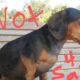Looking for Dachshund puppy