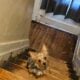 Yorkie-pom