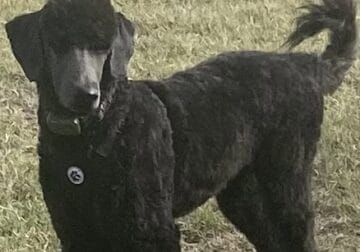 Seven Month Old Black Golden Doodle FB1