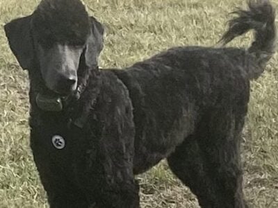 Seven Month Old Black Golden Doodle FB1