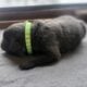 Cane Corso Puppies ICCF Registered