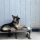 Rehome sweet special needs German shepherd