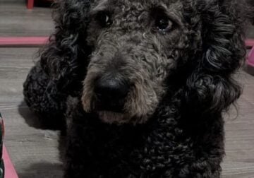 Rehoming Golden doodle