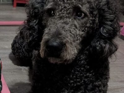 Rehoming Golden doodle