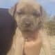 Cane Corso Puppies for sale