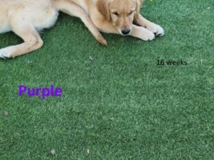 AKC Golden Retriever