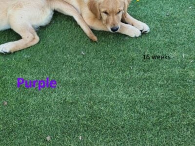 AKC Golden Retriever
