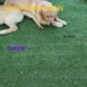 AKC Golden Retriever