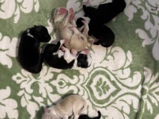 Border Collie Puppies